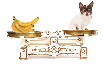 Image showing dog and banana