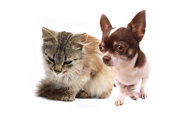 Image showing cat and dog