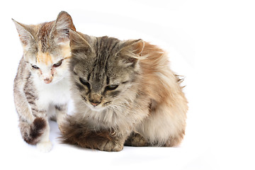 Image showing two cats