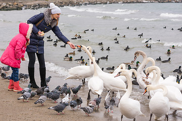 Image showing Family feeding white swans on the sea coast in winter