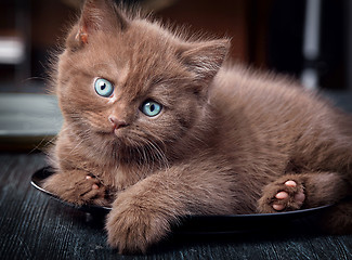 Image showing Brown kitten on black plate