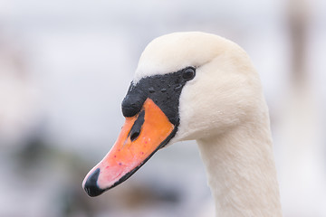 Image showing Close-up portrait of white mute swan head