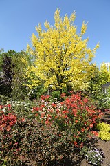 Image showing A colorful spring garden.