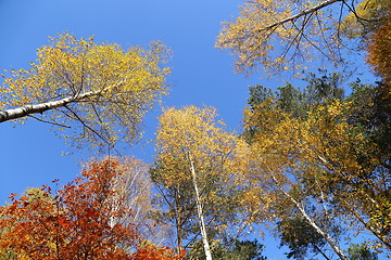 Image showing Autumn forest.