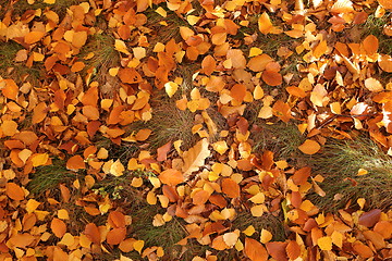 Image showing Autumn leaves.