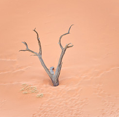 Image showing dry tree