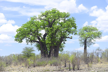 Image showing baobab