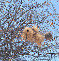 Image showing bird nest