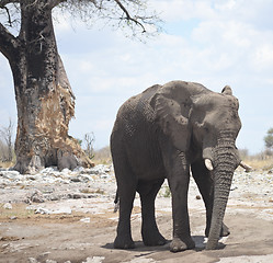 Image showing elephant in Africa