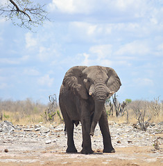 Image showing elephant in Africa