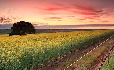 Image showing Sunrise over Canola fields