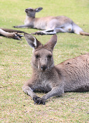 Image showing Kangaroos take a rest