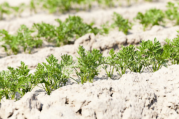 Image showing Field with carrot