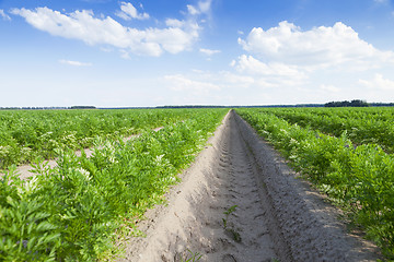 Image showing Field with carrot