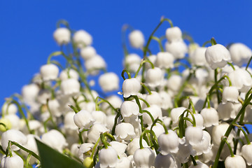 Image showing Forest lily of the valley close-up