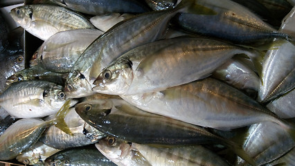 Image showing Fresh and raw silver tuna or mackerel fishes on ice