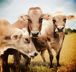 Image showing Three Aubrac cows