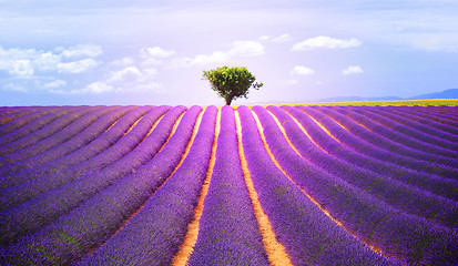 Image showing The tree in the lavender