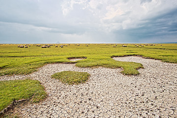 Image showing Sheeps grazing near St Michael\'s Mount