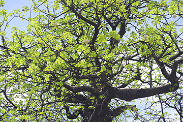 Image showing baobab