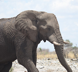 Image showing elephant in Africa