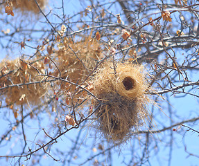 Image showing bird nest