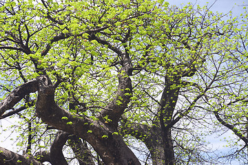 Image showing baobab