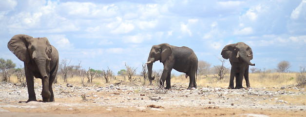 Image showing elephants in Africa