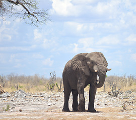 Image showing elephant in Africa