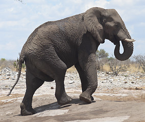 Image showing elephant in Africa