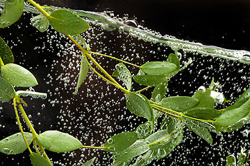 Image showing Leaves In The Water