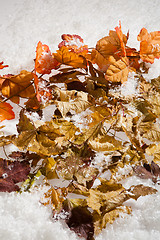 Image showing Autumn Leaves And Snow