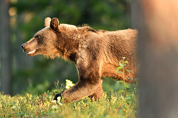 Image showing Brown bear walking out from behind a tree in forest at summer evening