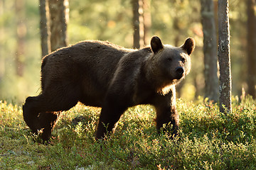 Image showing Backlit brown bear. Brown bear walking in backlit at summer. Bear in backlight.