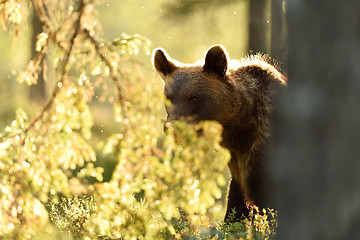 Image showing Brown bear in backlit in summer. Bear contour in backlit.