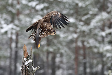 Image showing Eagle take-off. White-tailed eagle take-off in winter, snowy trees on background.