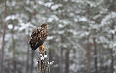 Image showing Eagle in a forest landscape in winter.