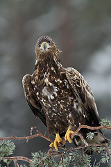 Image showing Eagle sitting on a tree in winter. Bird of prey: White-tailed eagle.