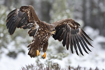 Image showing Eagle in flight. Bird of prey. Eagle landing. White-tailed eagle.