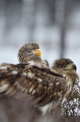 Image showing White-tailed eagle peeking out from behind of other eagle