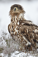 Image showing Eagle portrait in winter. Bird of prey in winter.