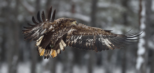 Image showing Bird of prey. White-tailed eagle (Haliaeetus albicilla) in flight.