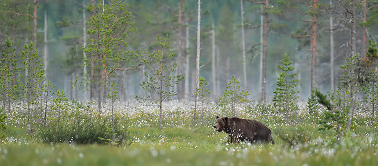 Image showing brown bear in a taiga landscape, misty morning, summer.