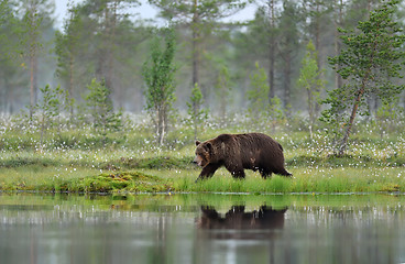 Image showing Brown bear walking early in the morning in a bog landscape at summer