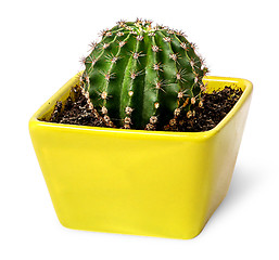 Image showing Cactus in the yellow flowerpot top view