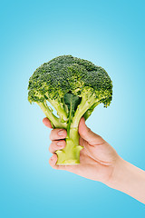 Image showing Hand holding huge broccoli