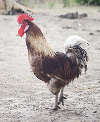 Image showing rooster