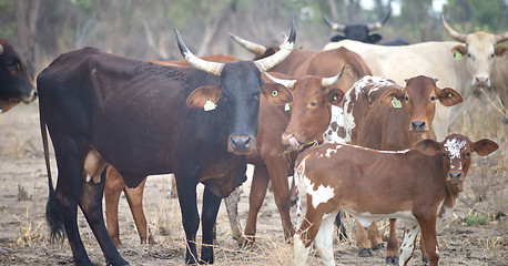 Image showing cows in Africa