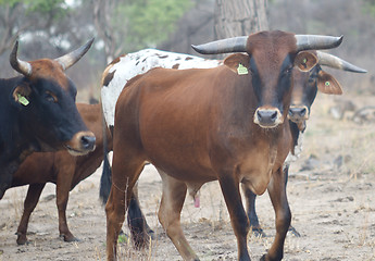 Image showing cows in Africa