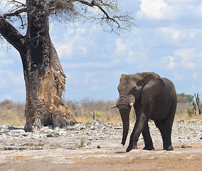 Image showing elephant in Africa